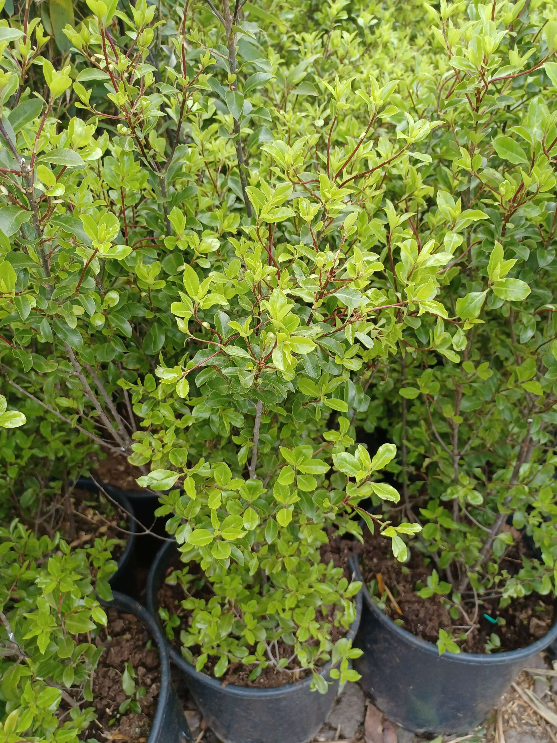 Pittosporum Tenuifolium Silver Leaf Evergreen 18L Potted Plant