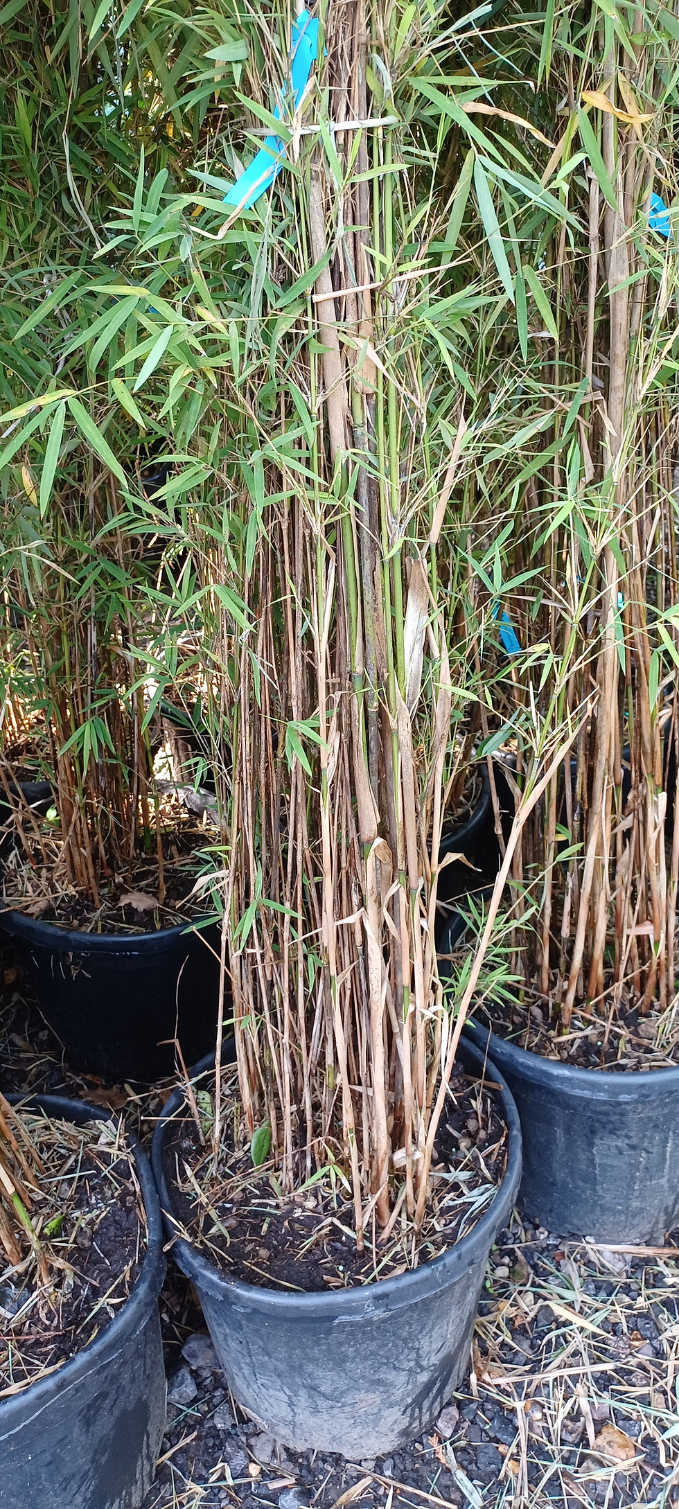 Thumbnail: Bamboo Angustissima 1.6 metres 25L Tall Clumping Screening Plant