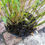 Thumbnail: -Bamboo FARGESIA RUFA LIVE Potted plant 2L pot healthy live screen