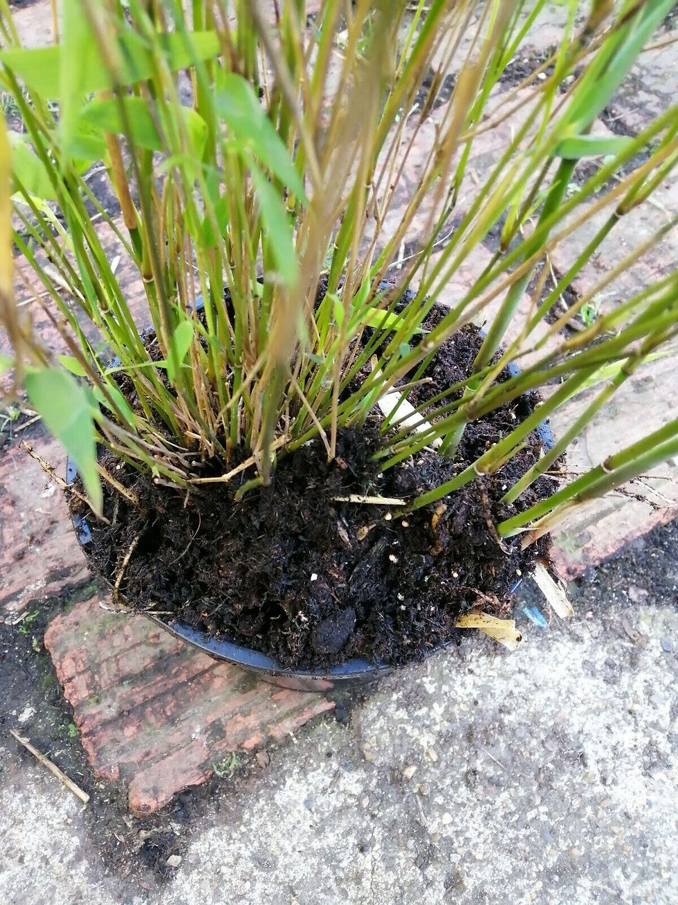 Thumbnail: Bamboo Fargesia Rufa 2L Potted Plant