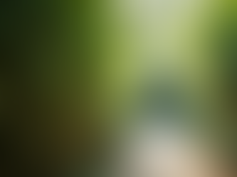 Choose Bamboo for Garden Screening: Non-Invasive Options That Work