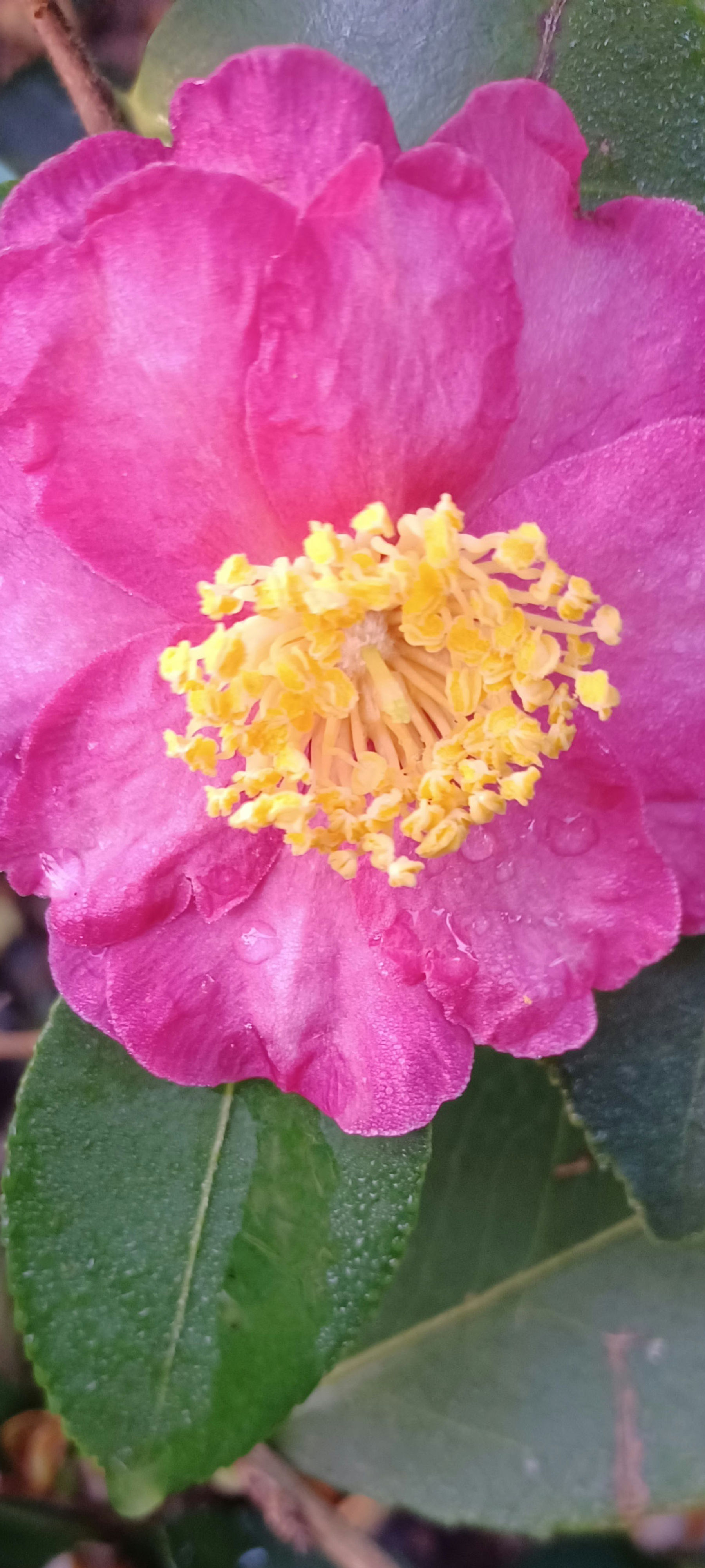 Camellia Japonica Rosa Pink Showa no Sakae Winter Flowering 10L 80cm Tall