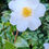 Thumbnail: Camellia Vernalis Hybrid White Spring Flowering 10L 80cm Tall