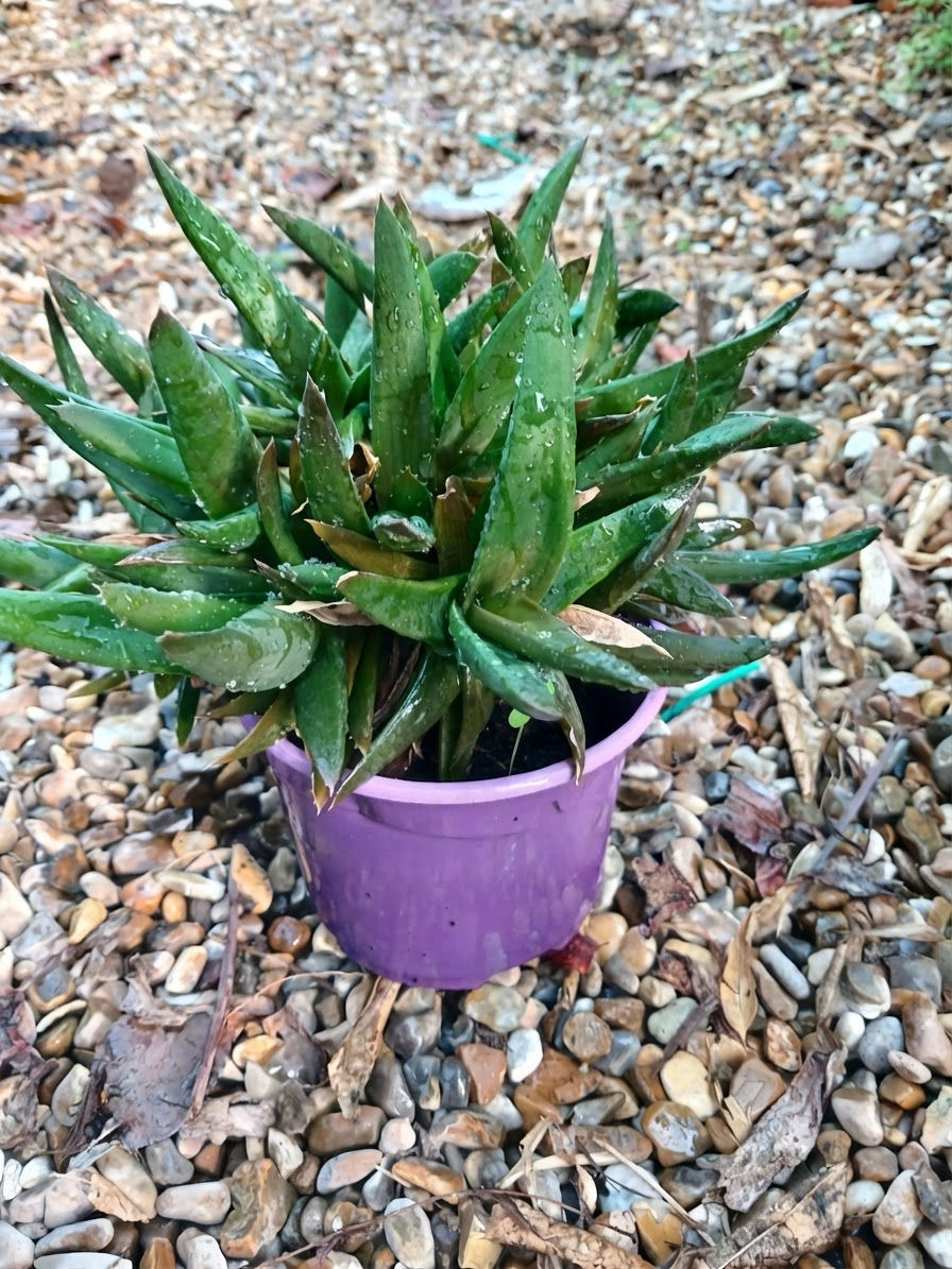 Multi Head Aloe X Haworthia Black Gem Succulent Plant
