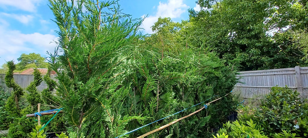 Thumbnail: Leylandii Hedging Plants 20L Quick Growing Approx 2 Metres Tall