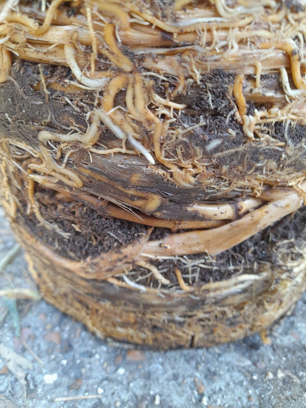 Thumbnail: Phyllostachys Bissetii Bamboo Clump Screening JUMBO ROOT BALL approx 5ft Tall