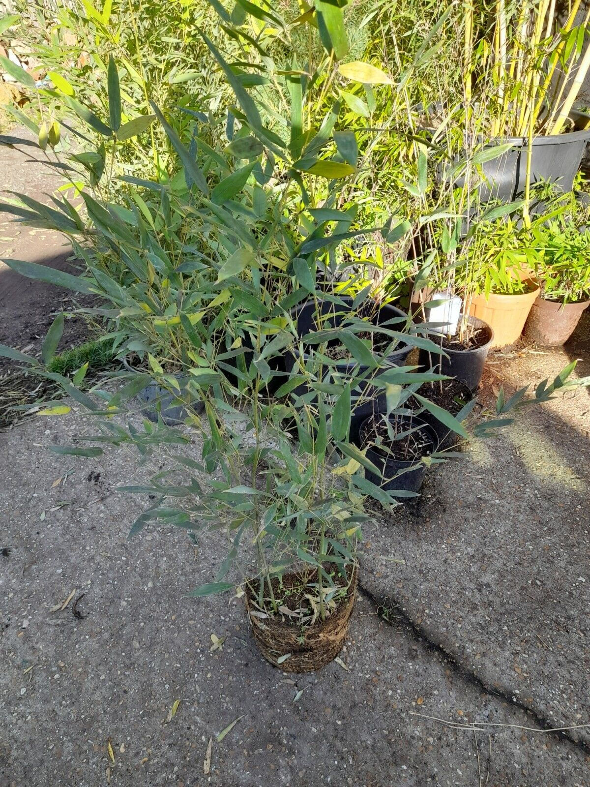 Phyllostachys Bissetii bamboo clump screening LIVE ROOT BALL approx 2-3ft