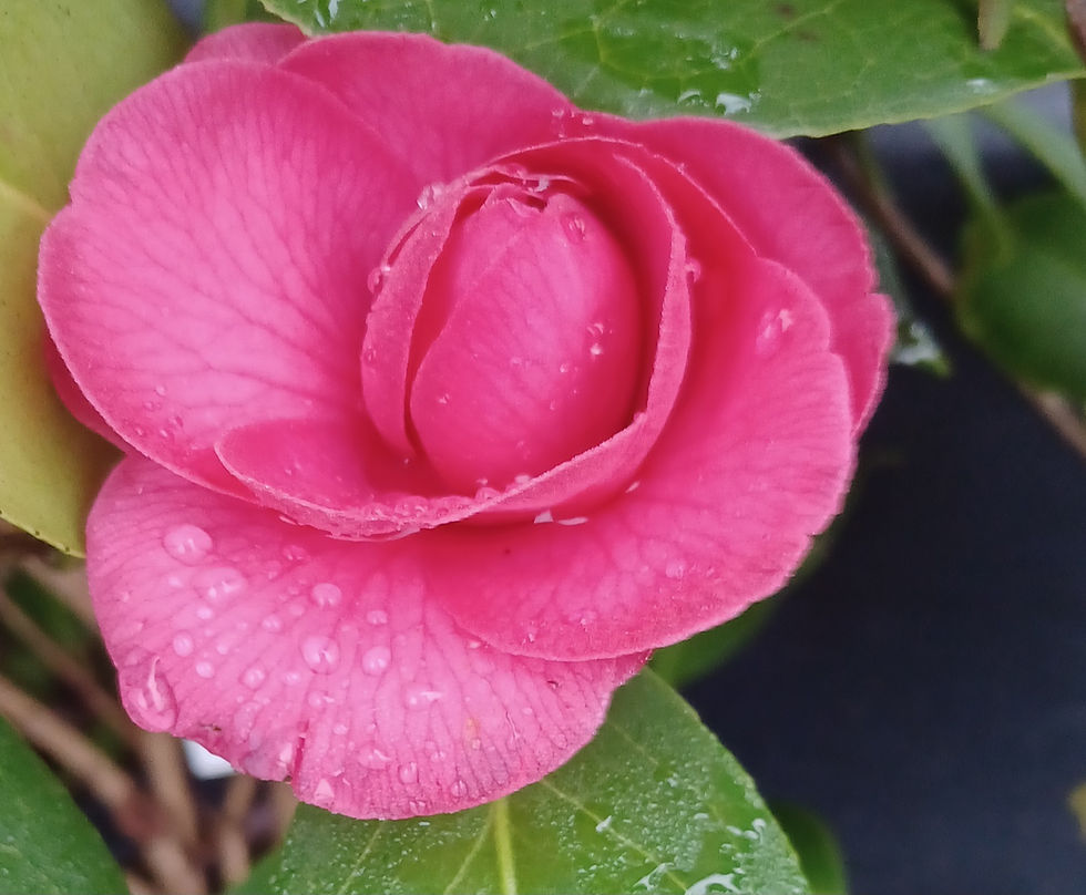 Thumbnail: Camellia Japonica Plutone Rosa Winter Flowering 10L 90cm Tall