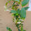 Thumbnail: Scented star Jasmine plant Evergreen winter hardy white flowering 5L 1.8M tall