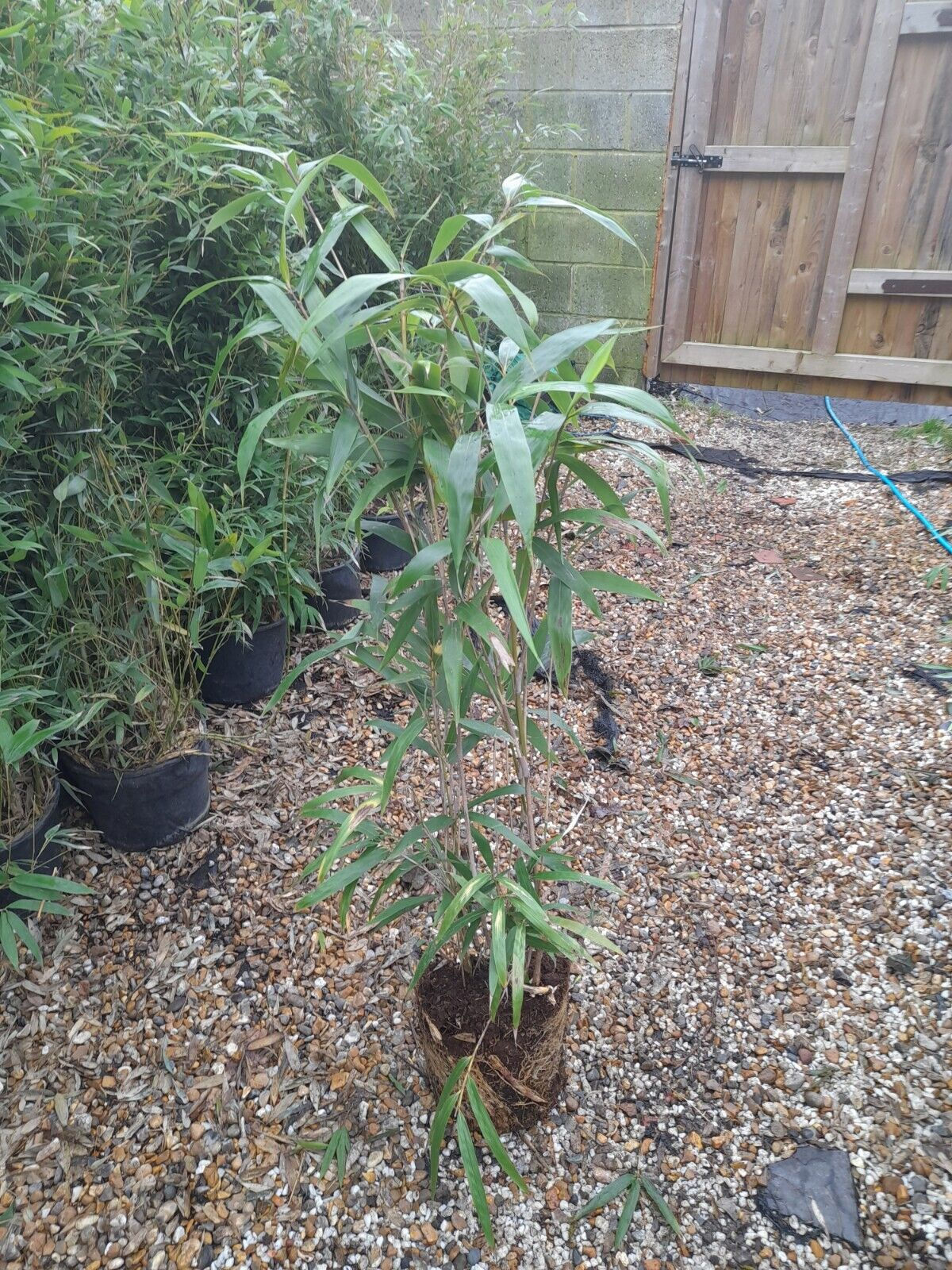 Pseudosasa Japonica 'Metake' ROOTED CLUMP 3-4ft bamboo plant FAST GROWING screen