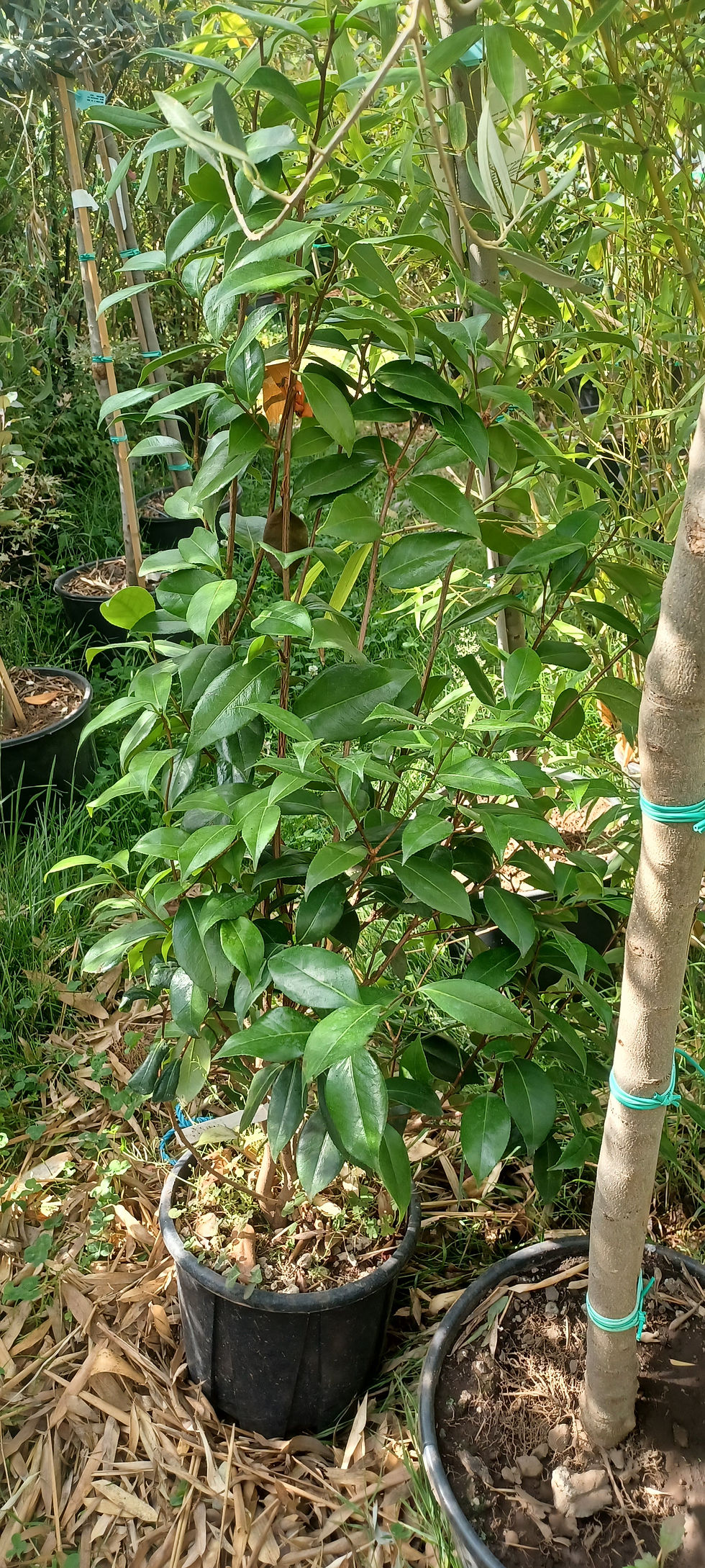 Thumbnail: Camellia Japonica Nuccio's Pearl Pink Winter Flowering 10L Pot 70cm Tall
