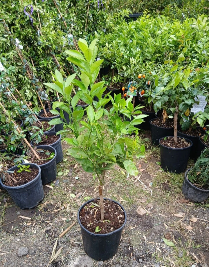 Thumbnail: Grapefruit Tree Citrus Tree Shrub 10L 80cm UK Hardy