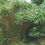 Thumbnail: PSEUDOSASA JAPONICA BAMBOO SMALL Clump 2-3 STEMS Live Screen GIANT BAMBOO