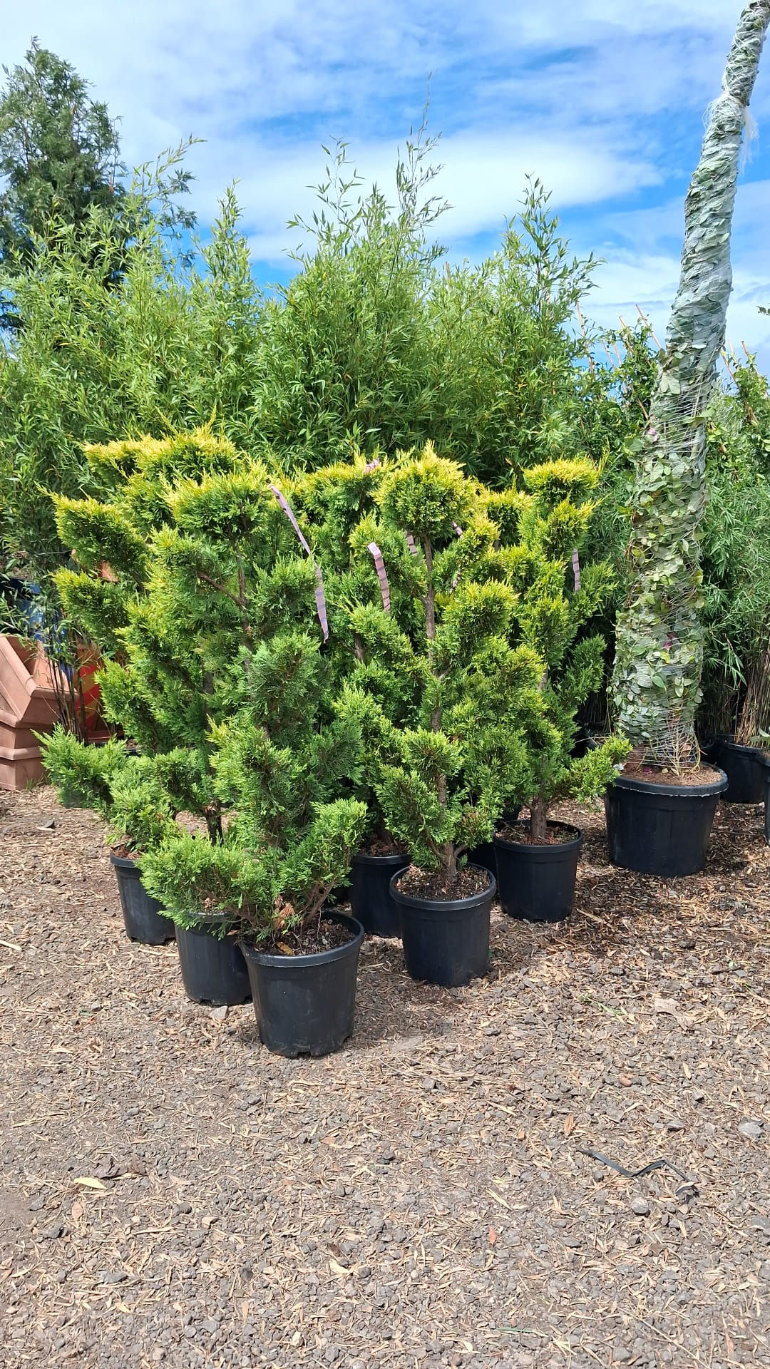 Conifer Paddle Pom Pom Shaped Topiary Tree 25L