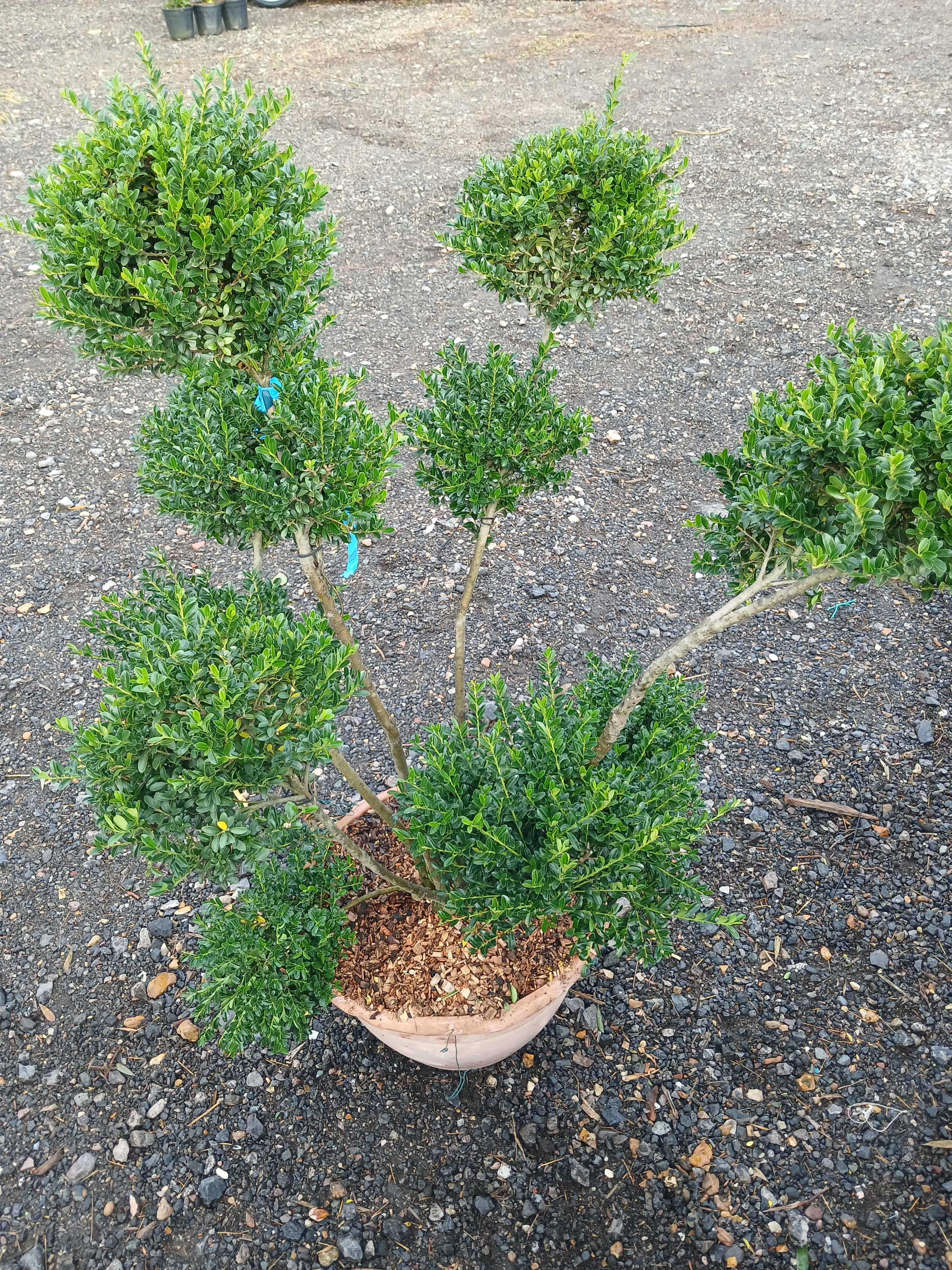 Large Evergreen Ilex Crenata Pom Pom Hardy 25L Potted