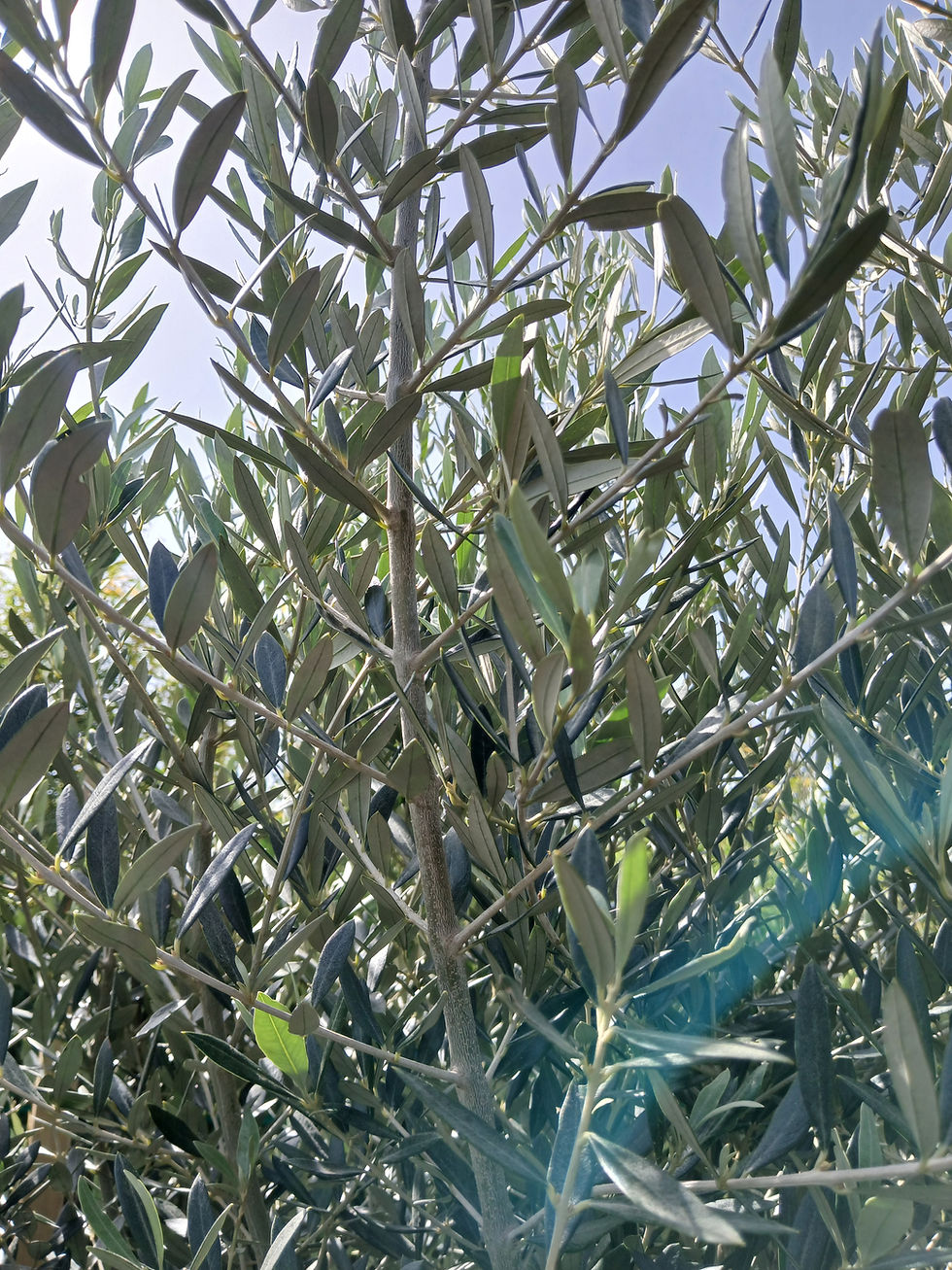 Thumbnail: European Olive Tree 110L Thick Trunk Potted