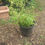 Thumbnail: Fargesia Gansu Chinese Fountain Bamboo 20L 60cm Tall Pot
