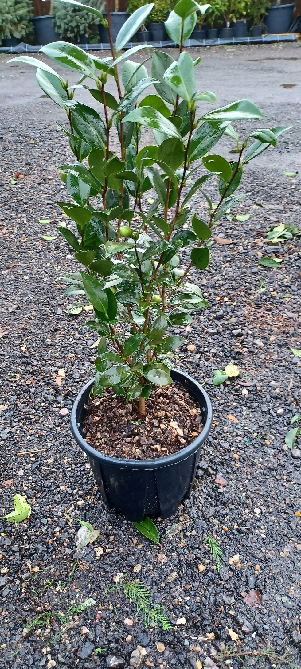 Thumbnail: Camellia Japonica Waterhouse Pink Spring Flowering 10L 70cm Tall Potted Plant