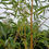 Thumbnail: Phyllostachys Vivax Chinese Timber Green Stripe Bamboo in 25L 