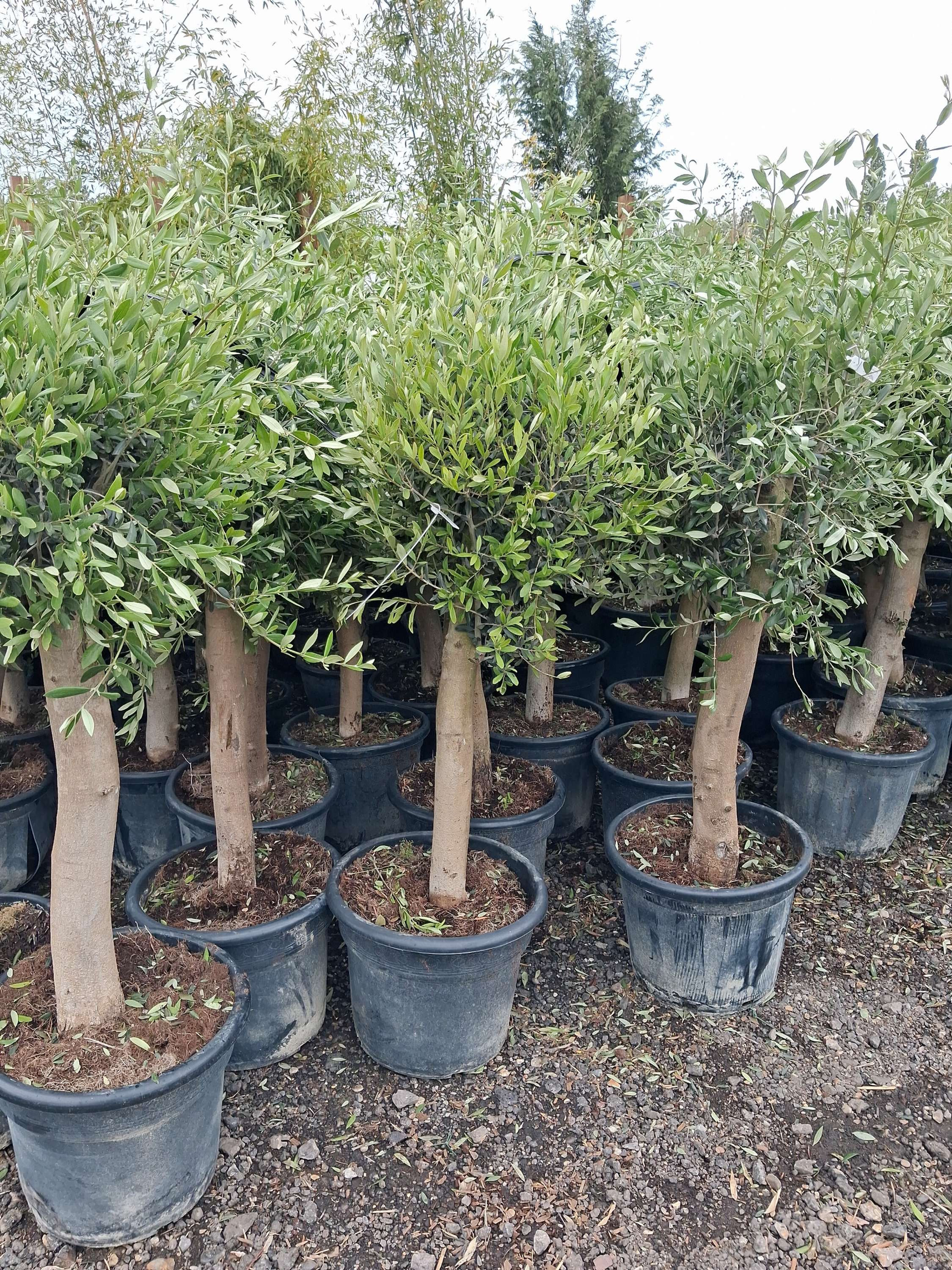 European Olive Tree 35L Approx 5ft Thick Trunk Potted