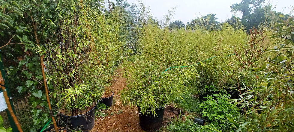 Thumbnail: Fargesia Asian wonder 50L Potted Plant 1.5m Tall