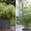 Thumbnail: Bamboo FARGESIA RUFA LIVE Plant bamboo SMALL CLUMP 2-3 STEMS