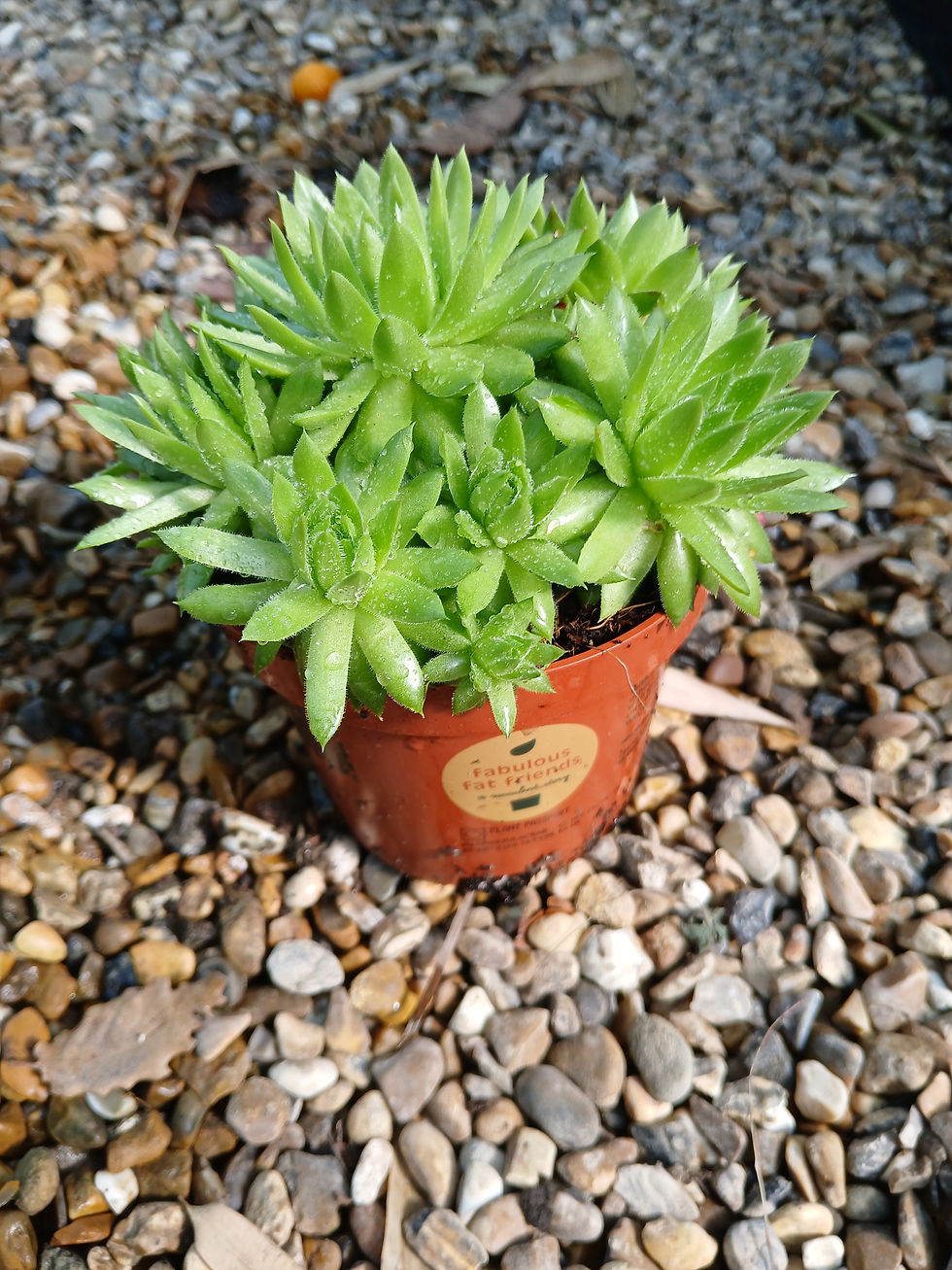 Thumbnail: Sempervivum Jovibarba Alpine Succulent PLant in Pot