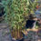 Thumbnail: Fargesia "Rufa" Clumping Bamboo 30L 1.5m Tall Bushy Plant Evergreen 