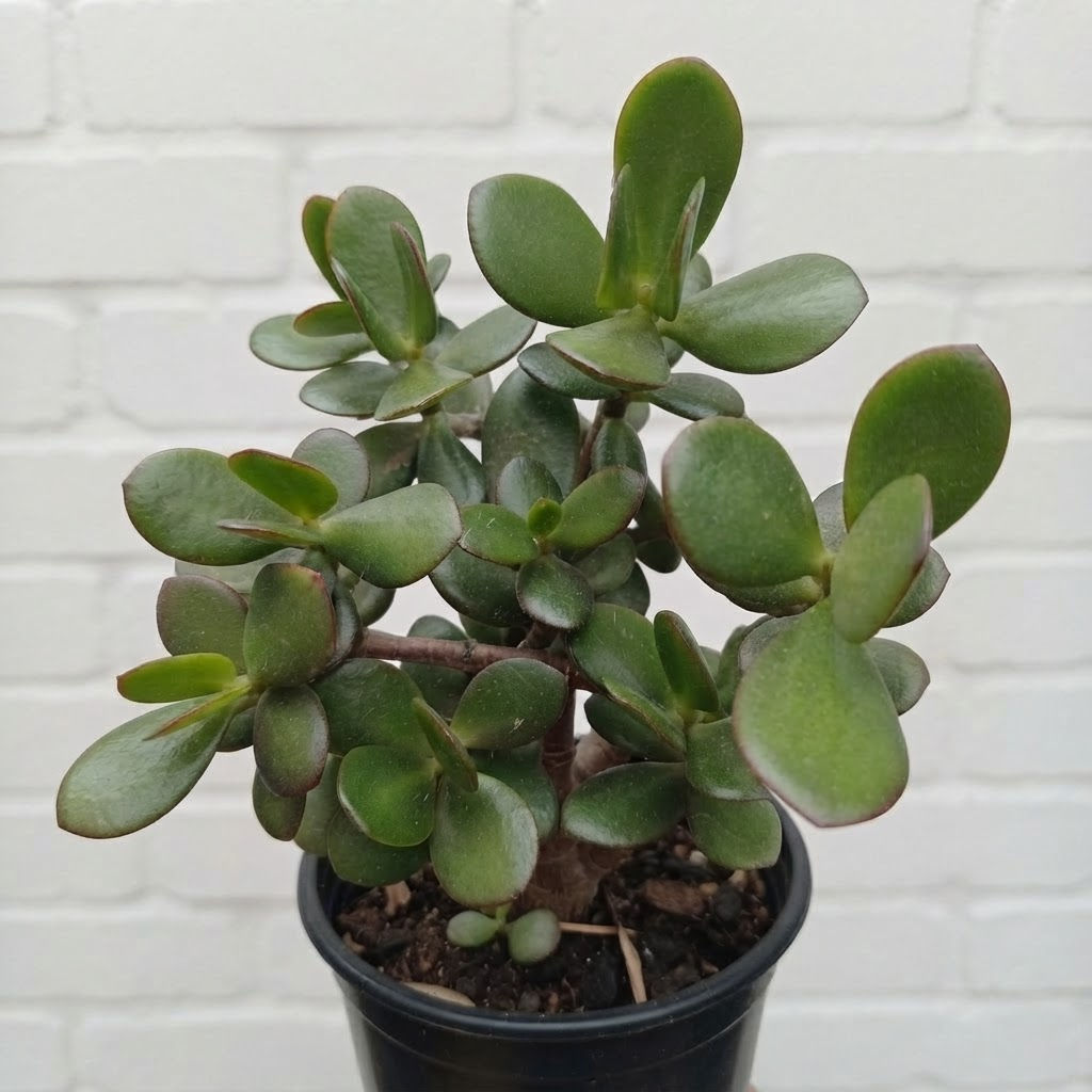 Crassula Ovata Jade Money Tree Succulent Plant Potted