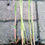 Thumbnail: Asian Wonder SMALL CLUMP 3-6 STEMS Pink bamboo stems live plant