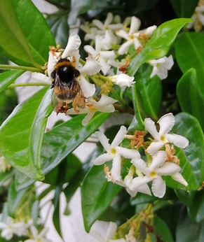 Jasmine bee_edited.png