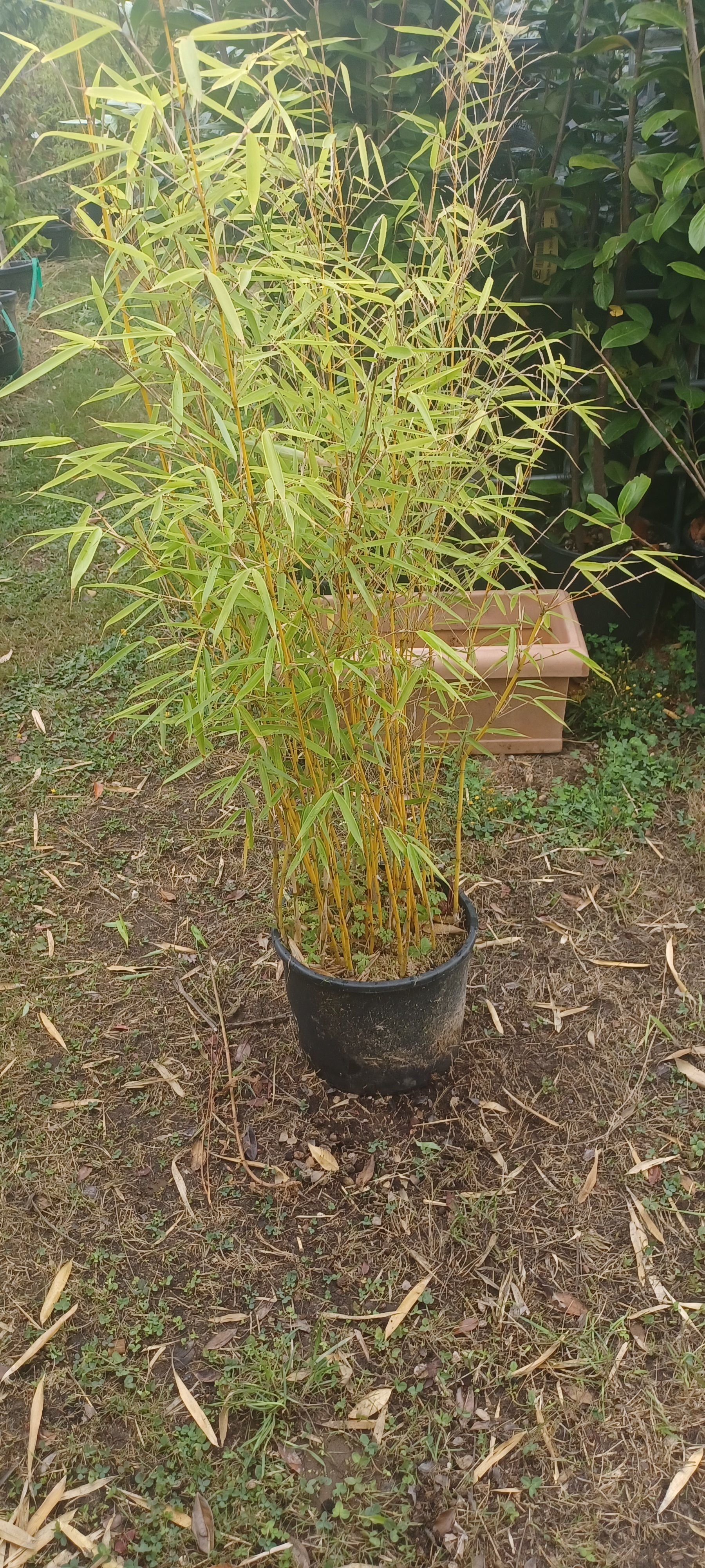 Super Jumbo Bamboo orange stem 10L 1 Metre Tall