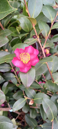 Camellia Sasanqua Hiryu | Deep Pink Winter Camellia Plant