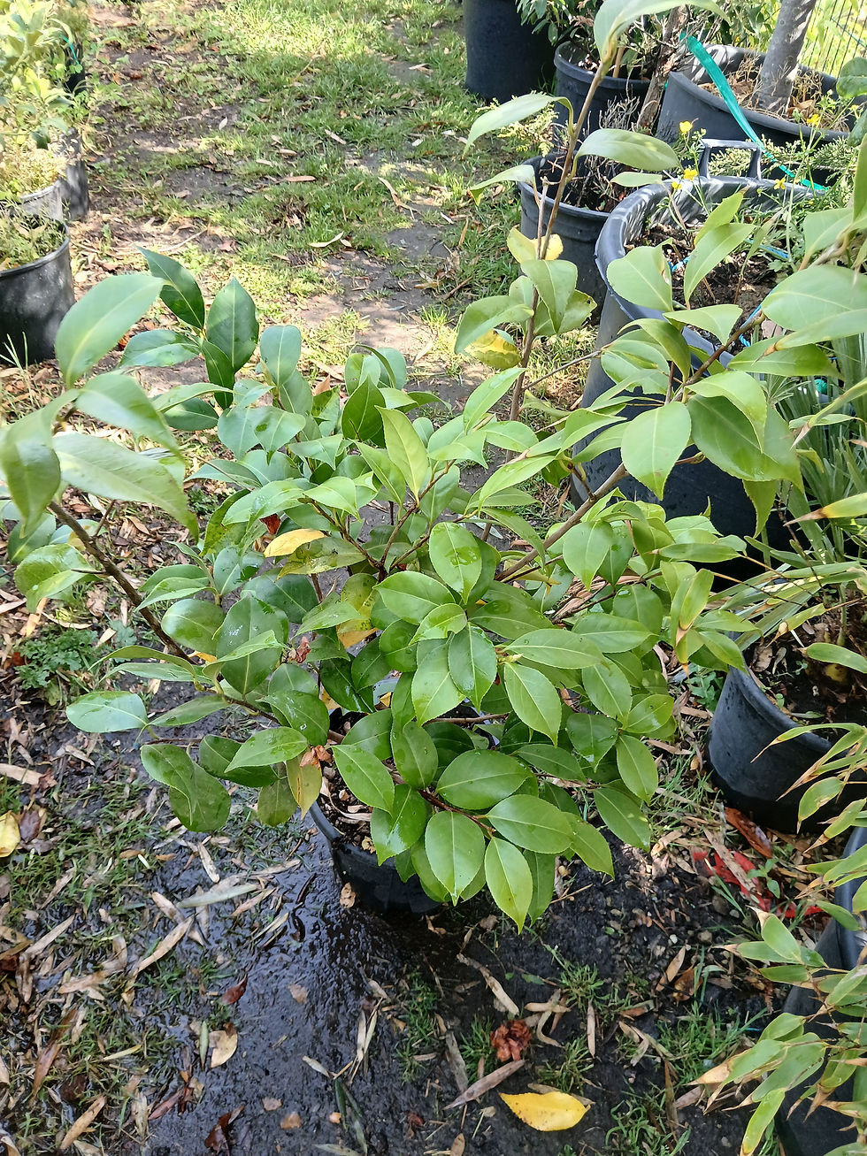 Thumbnail: Camellia Japonica Hovey Hot Pink Evergreen Flowering 10L 90cm Tall