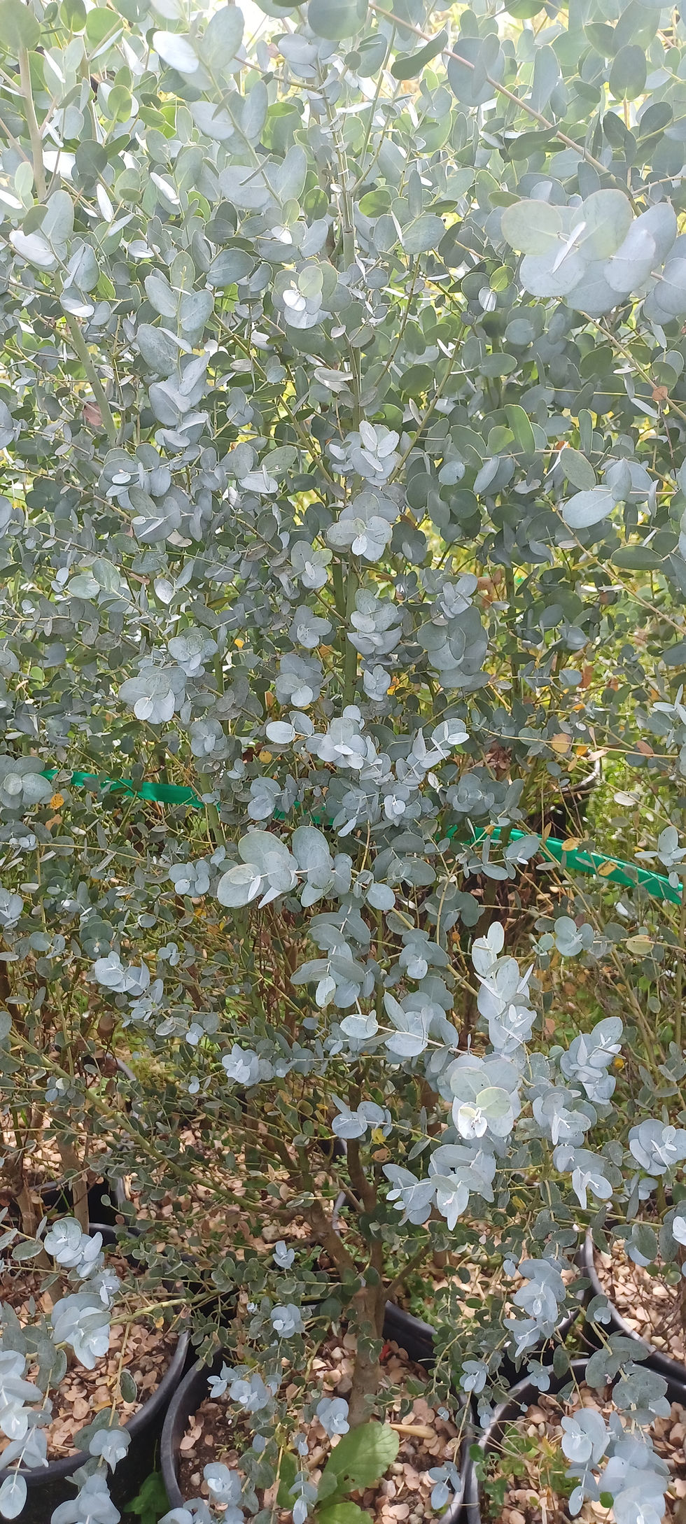 Thumbnail: Eucalyptus "Baby Blue" Tree Bushy Hardy Fast Growing Screening 18L 1 metre Tall