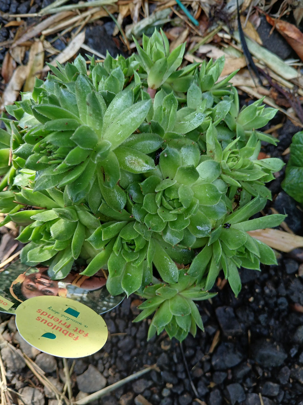 Thumbnail: Sempervivum Green Emerald Ice Alpine Succulent Plant Potted