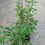 Thumbnail: NITIDA black pearl 3L Potted Live Screen Bamboo Plant Approx 2-3ft