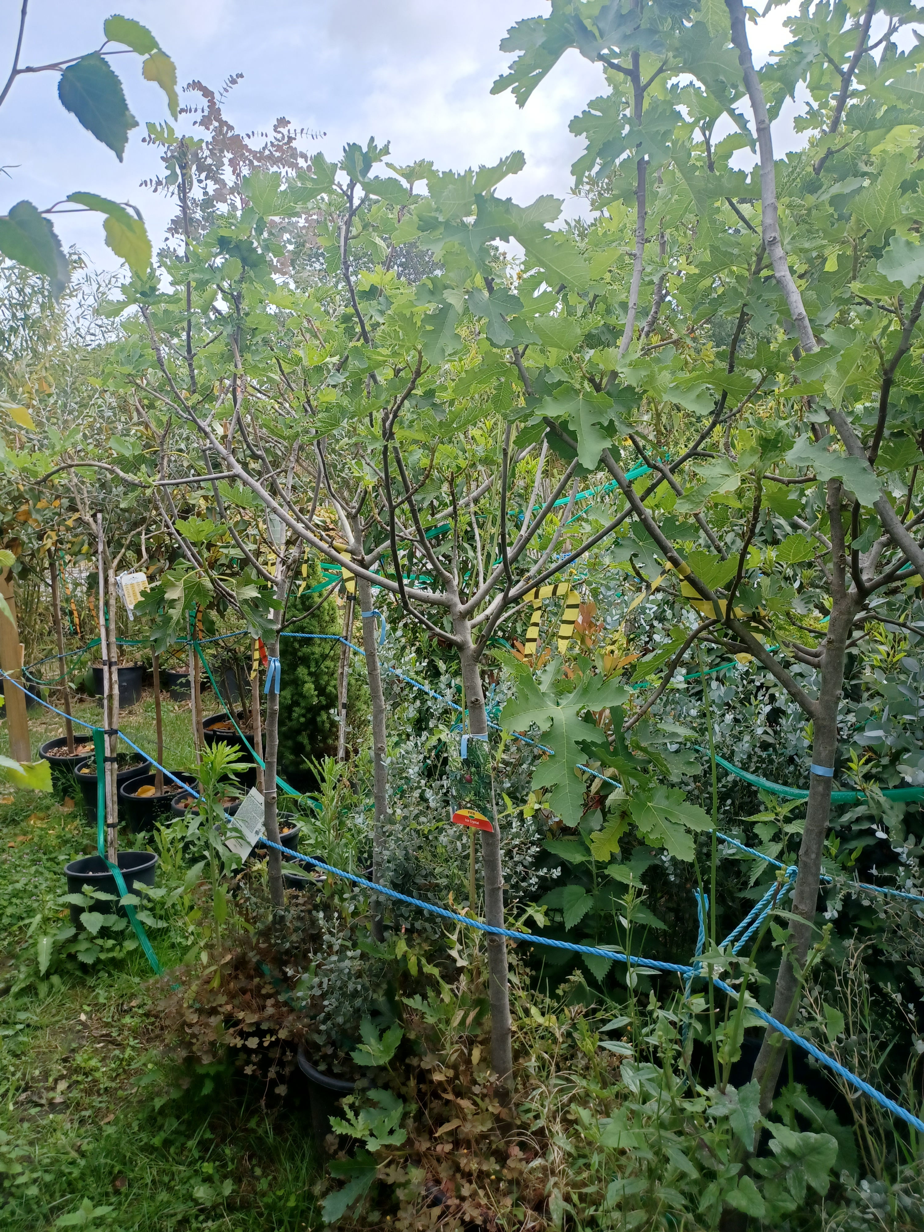 Fico Carica 'Turca' 18L 2 Metres Tall Fig Tree