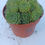 Thumbnail: Sempervivum Green Emerald Alpine Plant 10cm Potted