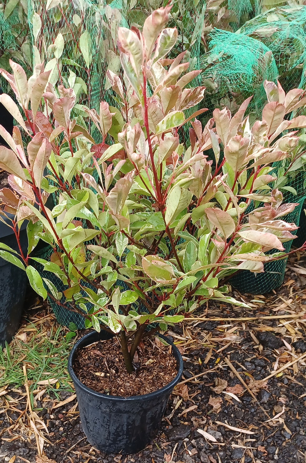 Thumbnail: Photinia × fraseri Pink Marble 10L Potted Plant