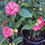 Thumbnail: Camellia Japonica Lavinia Maggi Rosa Pink White Spring Flowering 70cm Tall