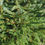 Thumbnail: Picea "Super Green" Christmas Tree 10L 80-100cm Amazing Quality Pot Grown Bushy 