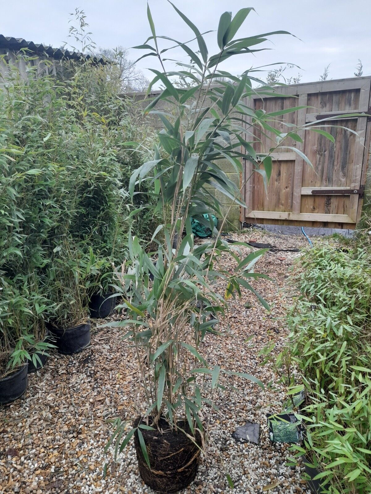 Pseudosasa Japonica 'Metake' JUMBO CLUMP Bamboo Approx 6ft FAST SCREENING bushy