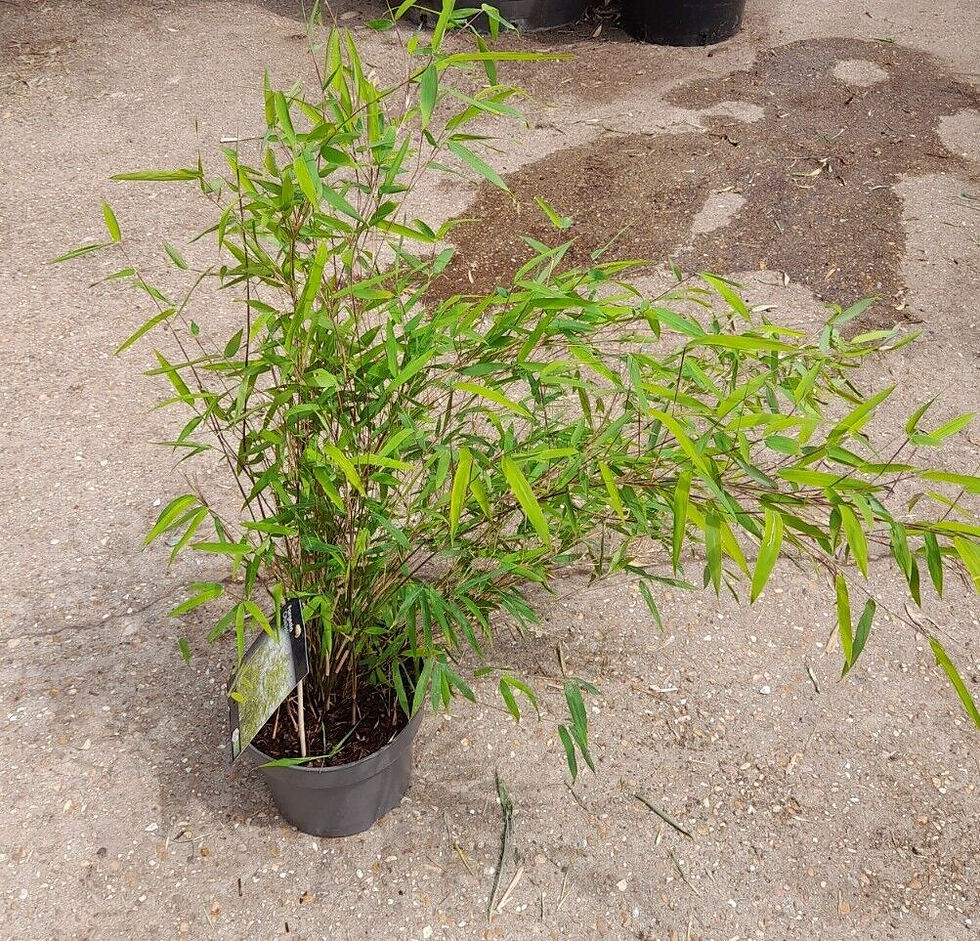 Thumbnail: Fargesia "Obelisk" Clumping Bamboo Fountain Non Invasive Purple Stem 5L