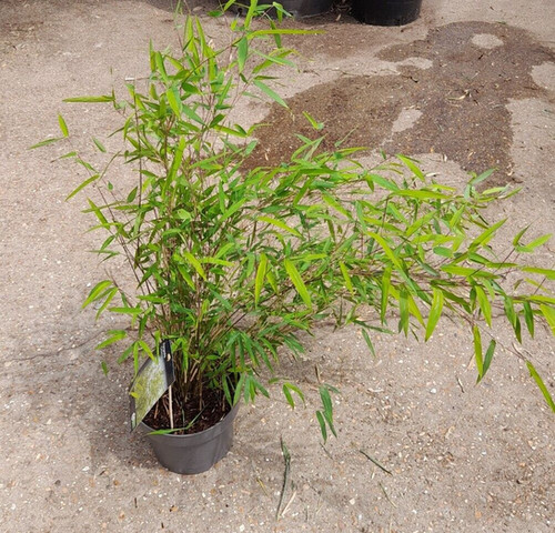 Fargesia Obelisk Bamboo | Clumping Bamboo For Sale Online