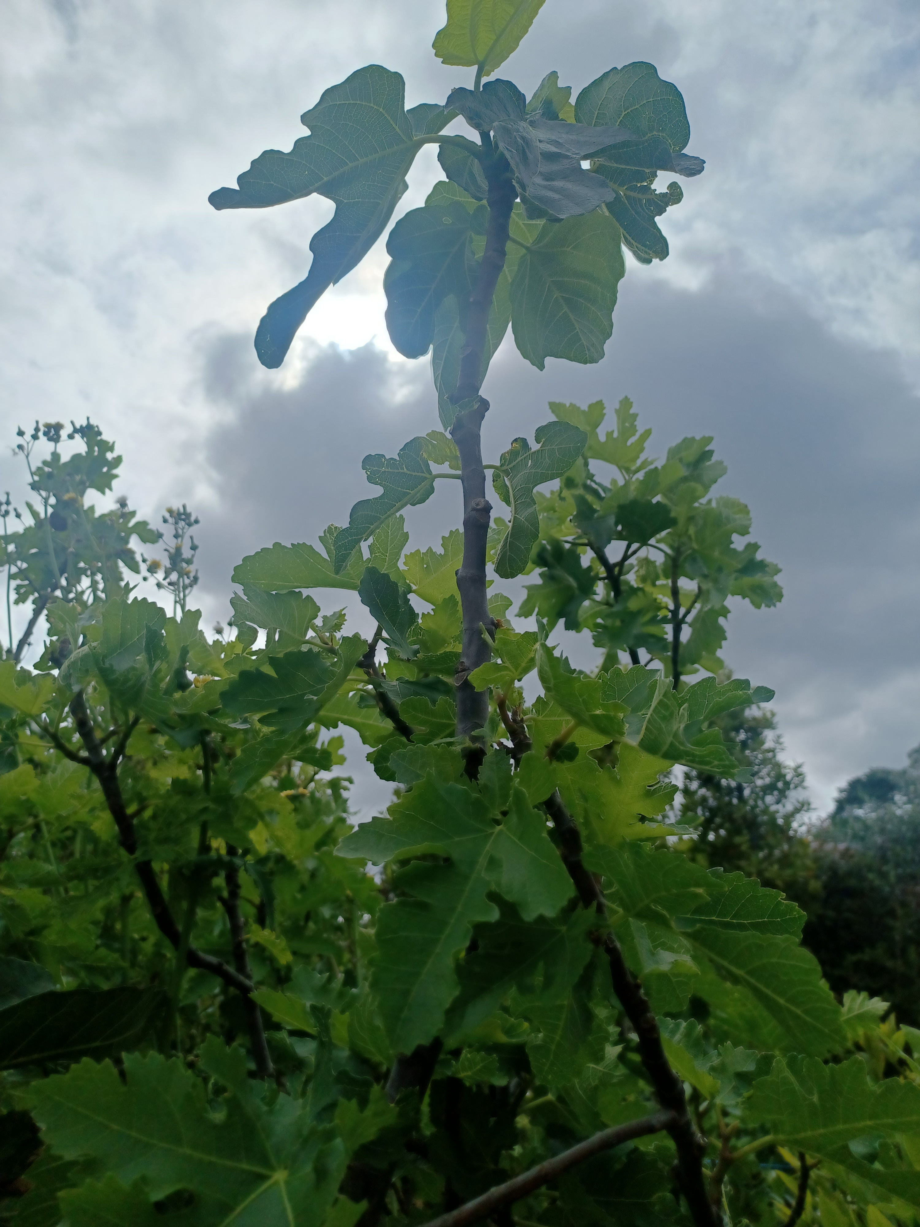 Fico 'Ice Crystal' 18L 2 Metres Tall Fig Tree