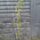 Thumbnail: Fargesia Robusta CAMPBELL Bamboo JUMBO CLUMP 3-6 STEMS LIVE CLUMP APPROX 150CM