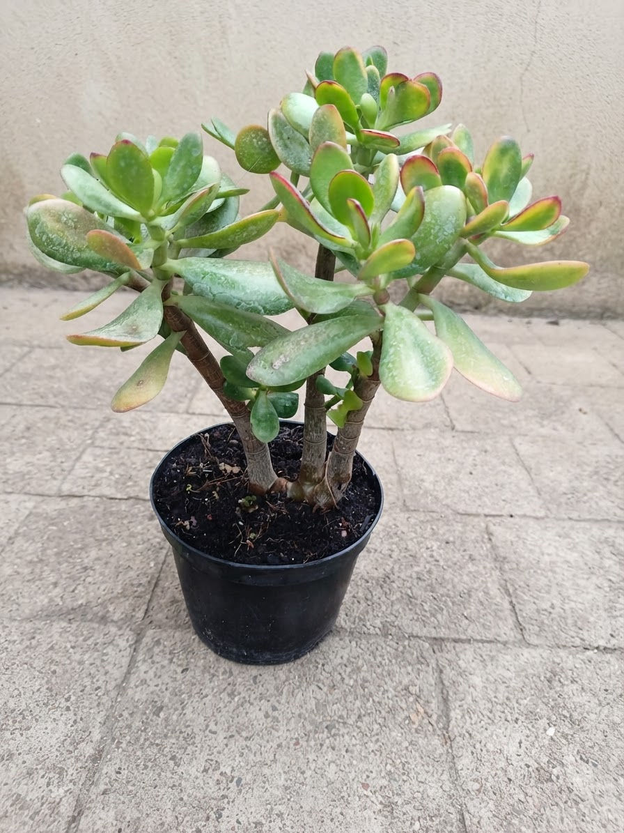 Crassula Sunset Pinky Tips Jade Money Tree Succulent Plant Potted