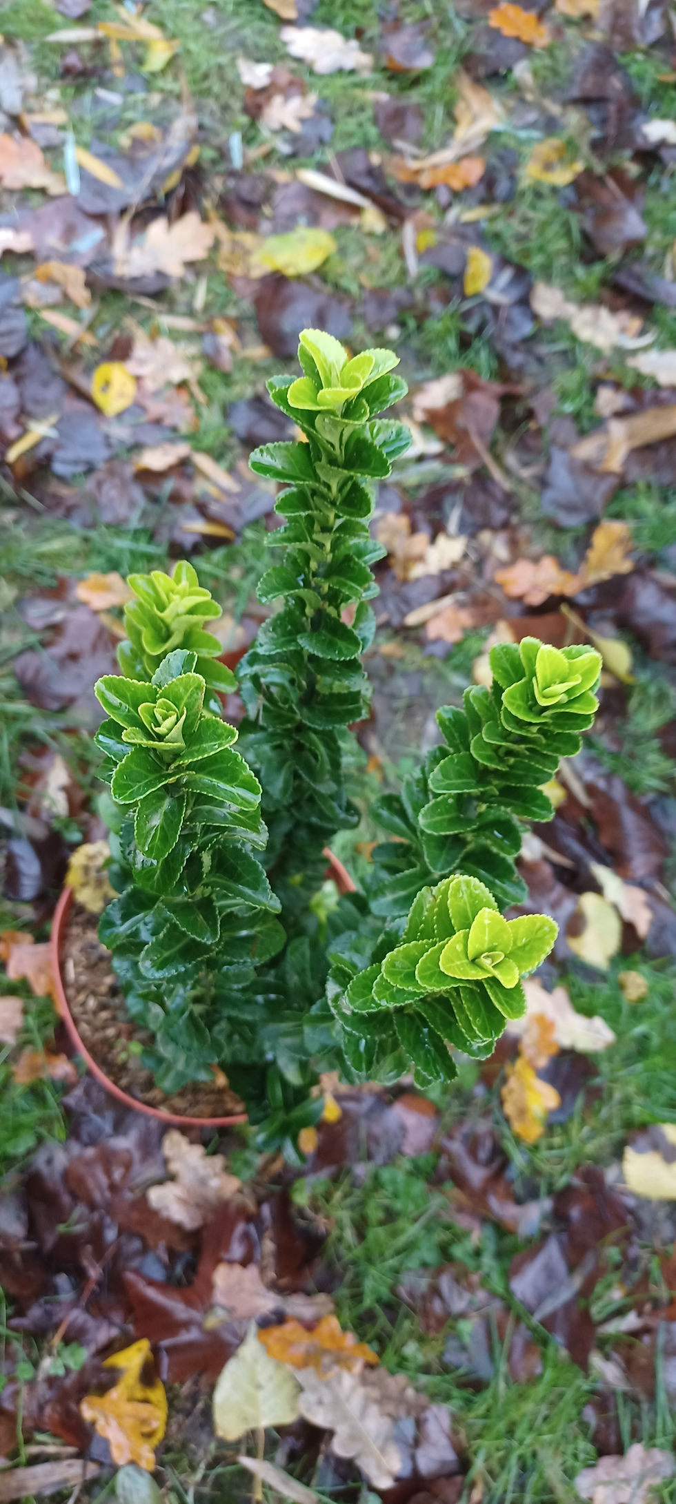 Thumbnail: Euonymus Japonica Green Spire Potted Plant