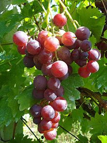 Thumbnail: Large Standing Grapevine 'Cardinal ' 2.5 Metres Tall Potted
